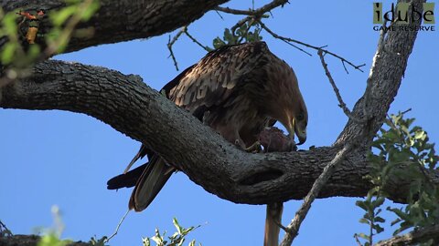 Tawny Eagle Feeding On Carrion