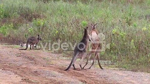 Kangaroos engage in a boxing match fighting along a dirt road in Australia