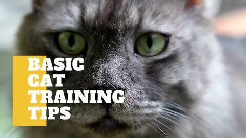 Basic Cat Training Tips video 😻826😻