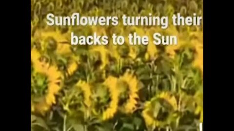 Sunflowers turning their back on the sun