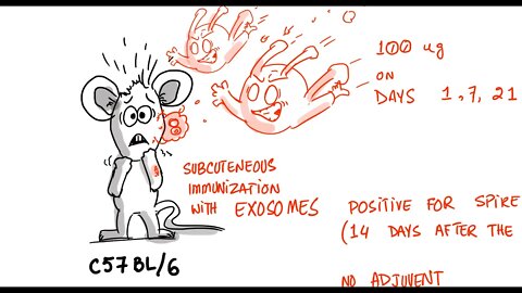 Summary - Vaccine Generated Spike Proteins Circulate in The Blood on Exosomes (Study)