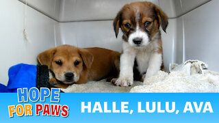 Dog rescue in South Los-Angeles: a cute terrier & 2 pups