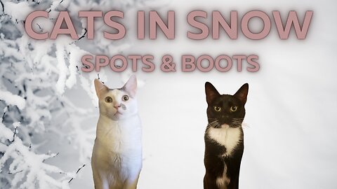 Snow Snow Snow Cat Play | Spots & Boots
