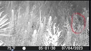 The Juvenile On Game Camera In Green Swamp