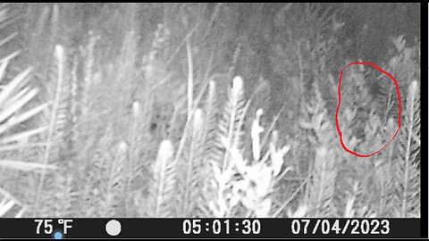 The Juvenile On Game Camera In Green Swamp
