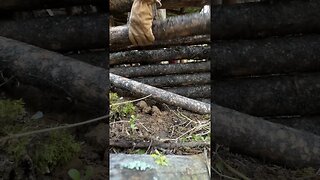 Stacking logs on our bushcraft survival shelter #shelterbuilding #survivalshelter #bushcraft
