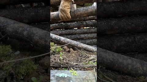 Stacking logs on our bushcraft survival shelter #shelterbuilding #survivalshelter #bushcraft