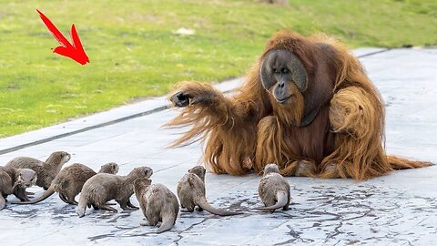 Orangutans were dying of LONELINESS, until these RASCALS moved in with them. See what happened next