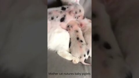 Mother cat and adorable baby pigs cuddle #shorts #cat #pig