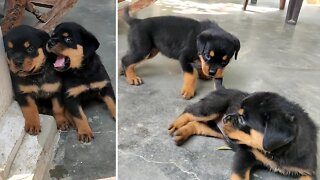 Rottweiler Puppies : Cuteness overloaded || Mr.Bolt