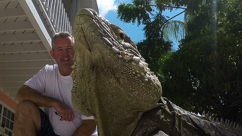 Enormous iguana rules resort like a boss