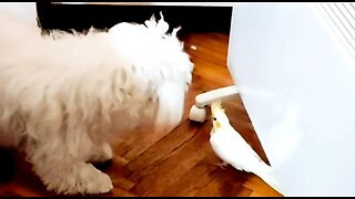 Fight between Maltese and parrot