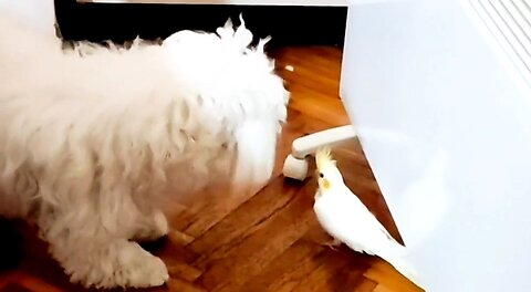 Fight between Maltese and parrot