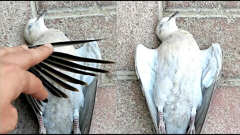 "Very Sad" I am sorry This dead body of innocent bird by the roadside