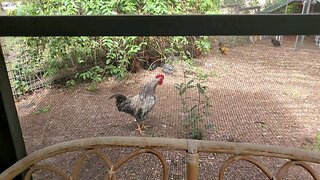 A Rooster