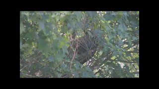 Hays Eagles nest wild Turkey flyby and perching to the left of the nest 5.15.21 10:56AM