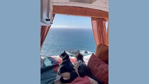 Cozy Caravan Cats 🐱🏖️: Paws-ing for a Beachside View
