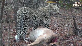 Scotia Female Leopard With A Nyala She Caught In The Lodge