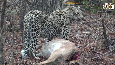 Scotia Female Leopard With A Nyala She Caught In The Lodge