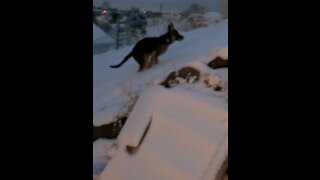 Puppy absolutely loves the snow!