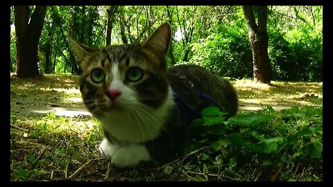 This Cat Loves Travelling