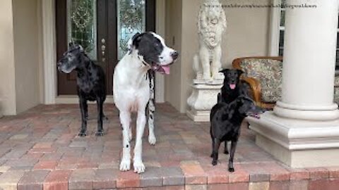 Trying To Pose 2 Great Danes And 2 Dog Friends For A Photo