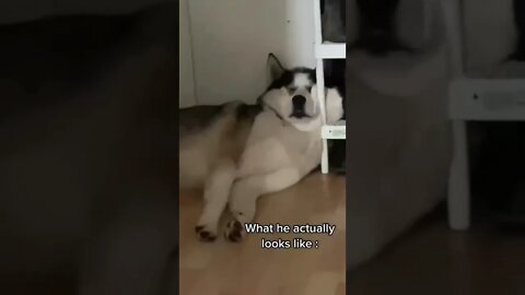 Expectations vs Reality of Huskies