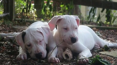 Dogo Argentino Littermates Enjoying Nature and Life