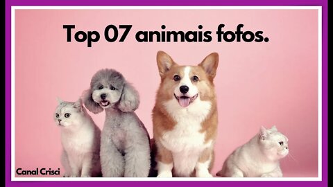 Top 07 animais fofos