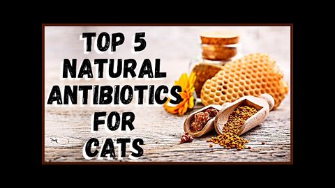 Top 5 Natural Antibiotics for Cats