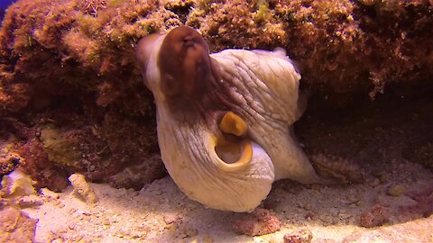 Romantic interlude between two octopus will sadly cause their deaths