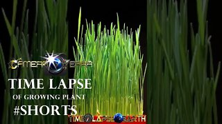 🌎Time Lapse de Planta | Time Lapse of Growing Plant |2021 |#Shorts