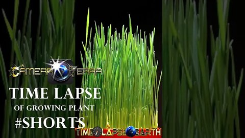 🌎Time Lapse de Planta | Time Lapse of Growing Plant |2021 |#Shorts