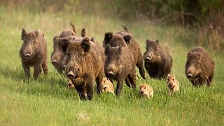 Canadian Super Pigs May Already Be Crossing the Border