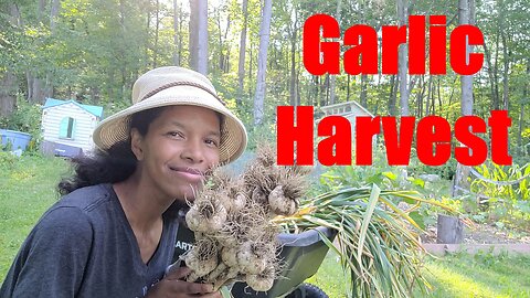 A Little Late Harvest of Garlic