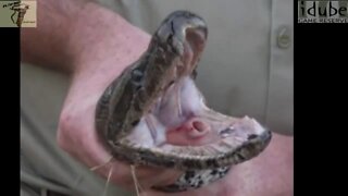 SCARY WILD SNAKES CAUGHT - Cobra, Python, Puff Adder, Boomslang