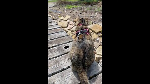 hanging out by the goldfish pond