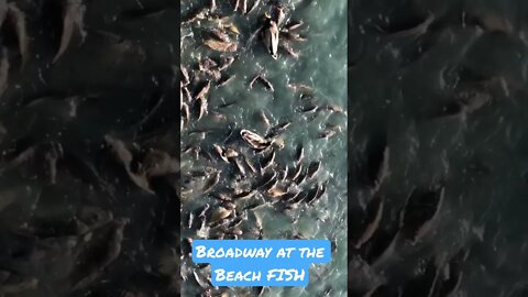 Hungry Fish in Myrtle Beach