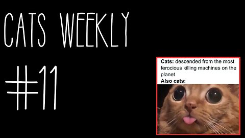 Cats Weekly (#11) – Wut In The Fluff