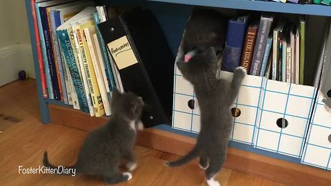 Eight foster kittens learn to explore