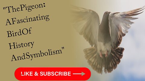 The Pigeon: A Fascinating Bird of History and Symbolism"