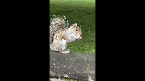 A cute little squirrel eating peanuts🫶🏻