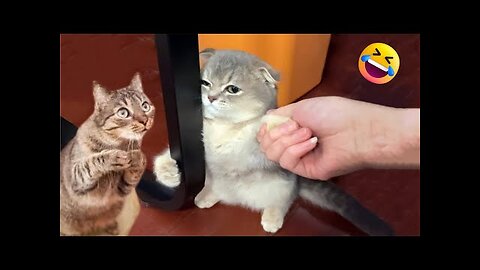 🙀🤣Funny and cute cats moments 2024🐈🥰#shortvideo #shorts