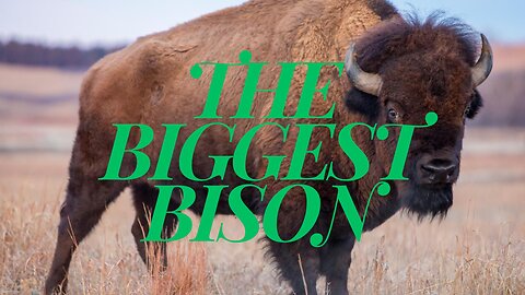The Biggest Bison Has Ever Been
