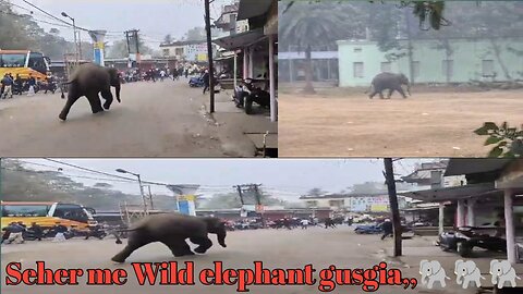 Wild elephant attack in human body 🐘🐘🐘