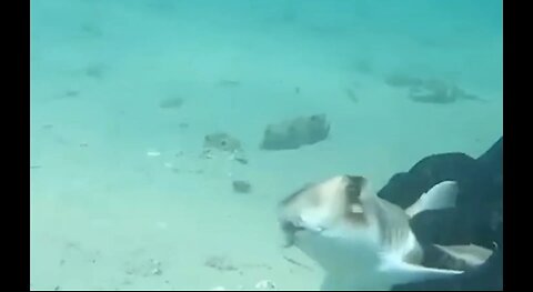 Divers save baby shark 🎣