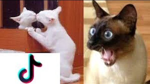 Try not to laugh 🤣 with these cats videos - BEST CATS TIKTOKS!! #1