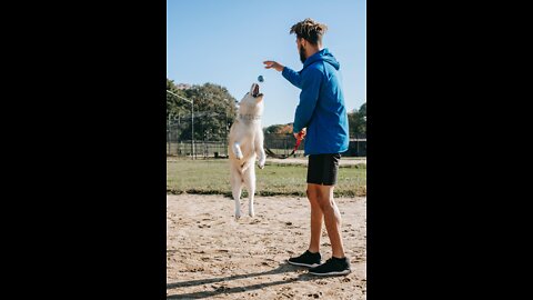 Dog Trainer -10 Things you wouldn't expect