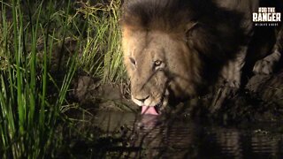 Magnificent Lion Drinking At Night Time | Iconic Africa