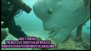 Meet Yoriko, the Massive Sheepshead Wrasse and her Diver friend Hiroyuki Arakawa